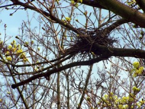 Nest im Baum