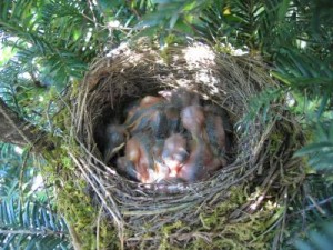 federlose Küken im Nest